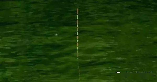 钓鱼红虫怎么挂钩图解_鱼钩挂红虫调漂_钓鱼挂红虫应该怎么调浮漂