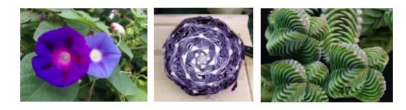 斐波那契数列生活应用_斐波那契数列 黄金分割数 杨辉三角形