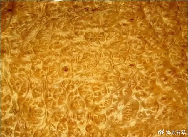 黄心楠学名叫普文楠_金丝楠老料横切面图片_黄金樟和香樟的区别