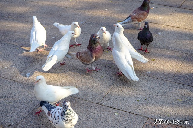 犹太人财富思维与商业智慧_:jewish经商头脑与思维方式_生活逆向思维应用故事