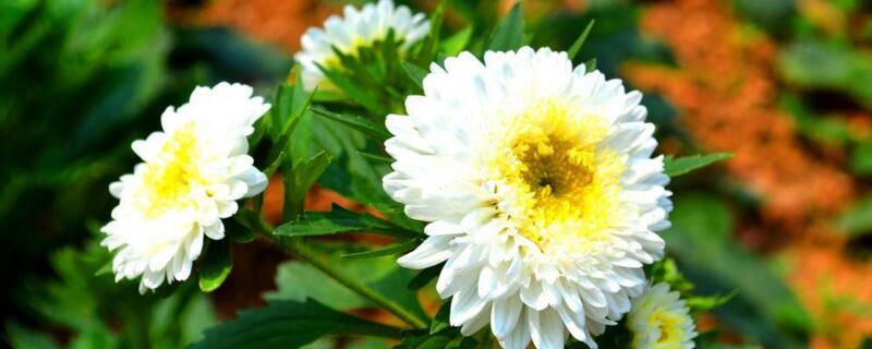 菊花的品种有哪些？常见的十种菊花品种图片