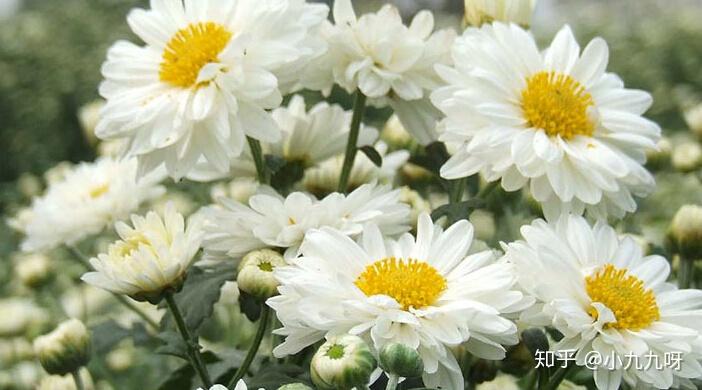 菊花茶有虫子_菊花茶功效与作用_菊花茶分类