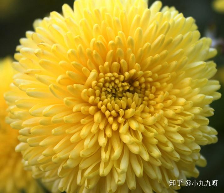 菊花茶分类_菊花茶功效与作用_菊花茶有虫子