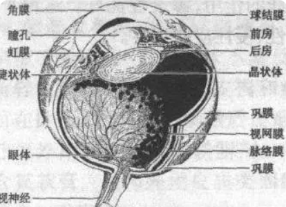 “确认过眼神”,判断对的人!虹膜识别比刷脸、指纹更靠谱吗?