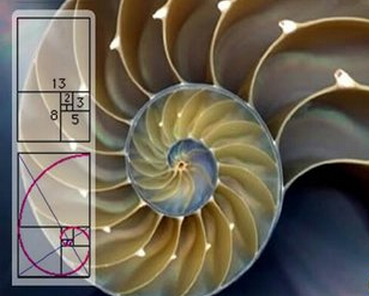 斐波那契数列生活中的例子_斐波那契数列生活应用_斐波那契数列生活中有哪些应用