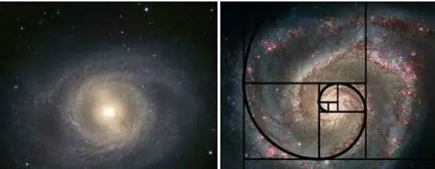 斐波那契数列生活应用_斐波那契数列生活中有哪些应用_斐波那契数列生活中的例子