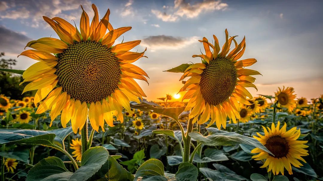 斐波那契数列生活中有哪些应用_斐波那契数列生活中的例子_斐波那契数列生活应用