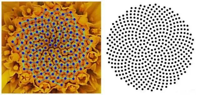 斐波那契数列生活中的例子_斐波那契数列生活中有哪些应用_斐波那契数列生活应用