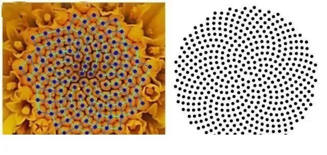 斐波那契数列生活应用_斐波那契数列生活中有哪些应用_斐波那契数列生活中的例子