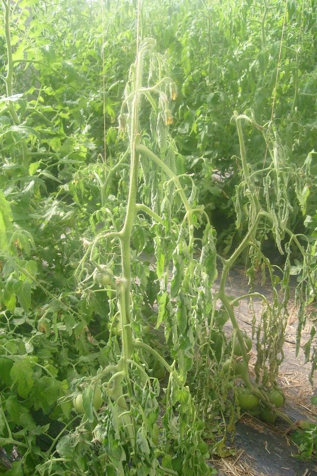 番茄细菌性条斑病黄瓜细菌性角斑病_西瓜细菌性果斑病图片_细菌性病害类型特点危害