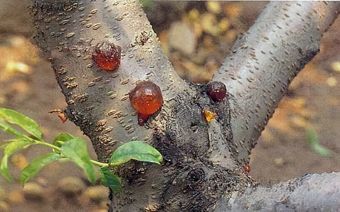 细菌性病害类型特点危害_西瓜细菌性果斑病图片_番茄细菌性条斑病黄瓜细菌性角斑病