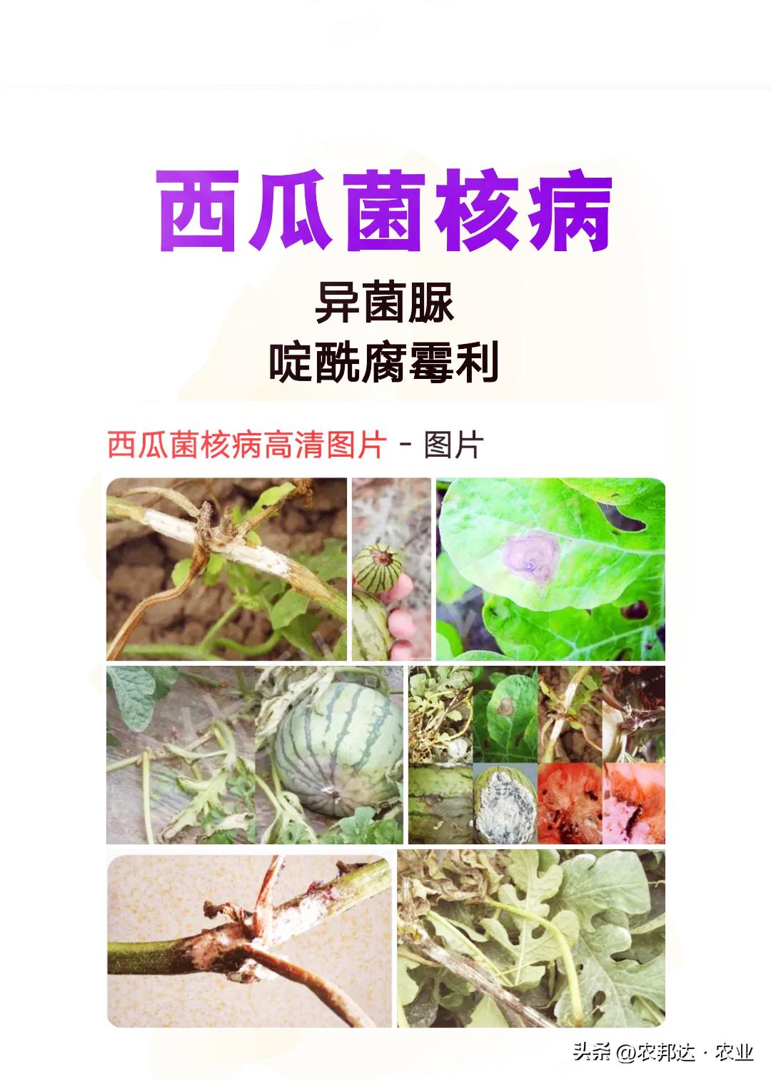 西瓜细菌性果斑病图片_西瓜常见病害症状_西瓜猝倒病和立枯病区别
