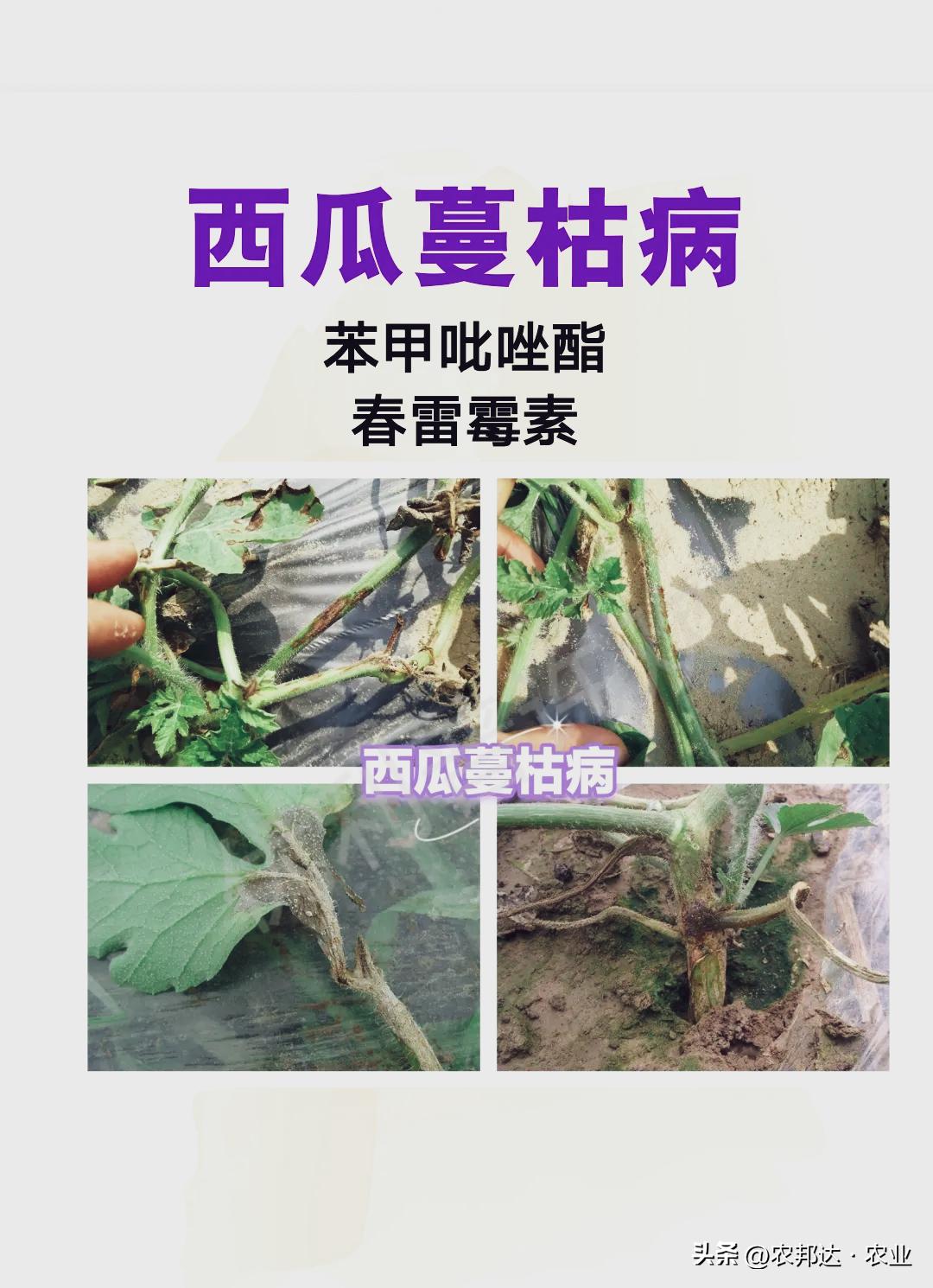 西瓜猝倒病和立枯病区别_西瓜常见病害症状_西瓜细菌性果斑病图片