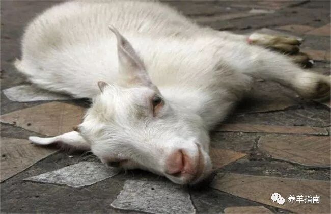 传染性胸膜肺炎_羊痘防制_病羊羊痘