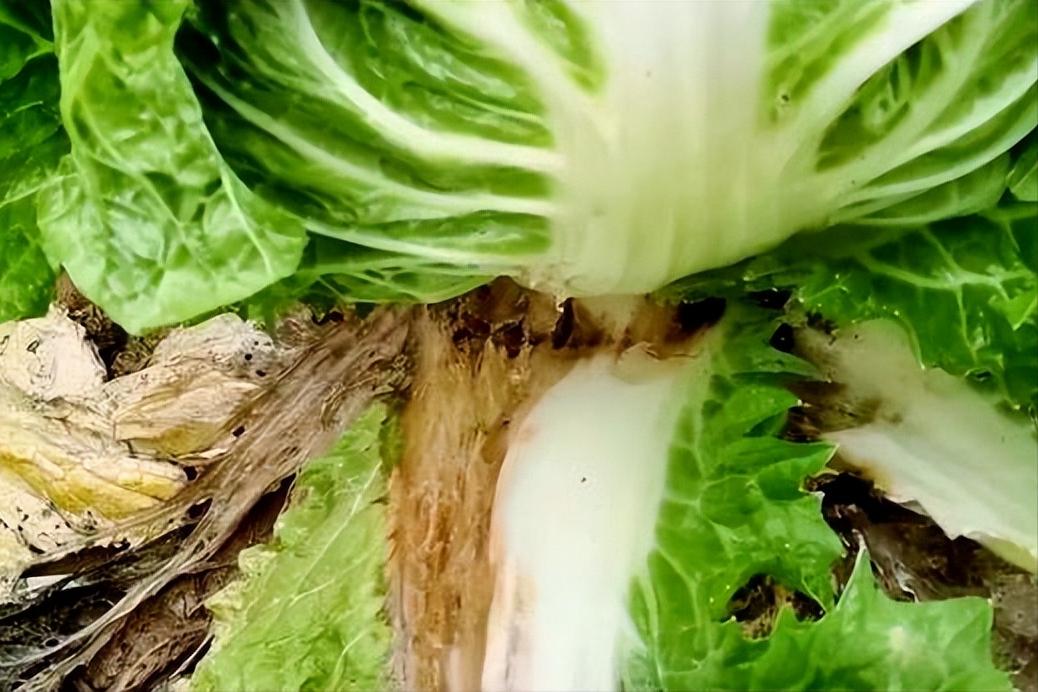 农作物细菌性病害识别_西瓜细菌性果斑病图片_常见作物细菌性病害种类