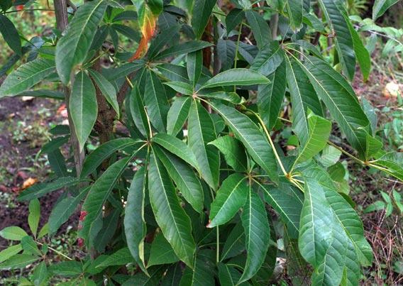 菊花叶片上面出现白色条纹，是得病了吗丨 小叶子园艺“门诊”④