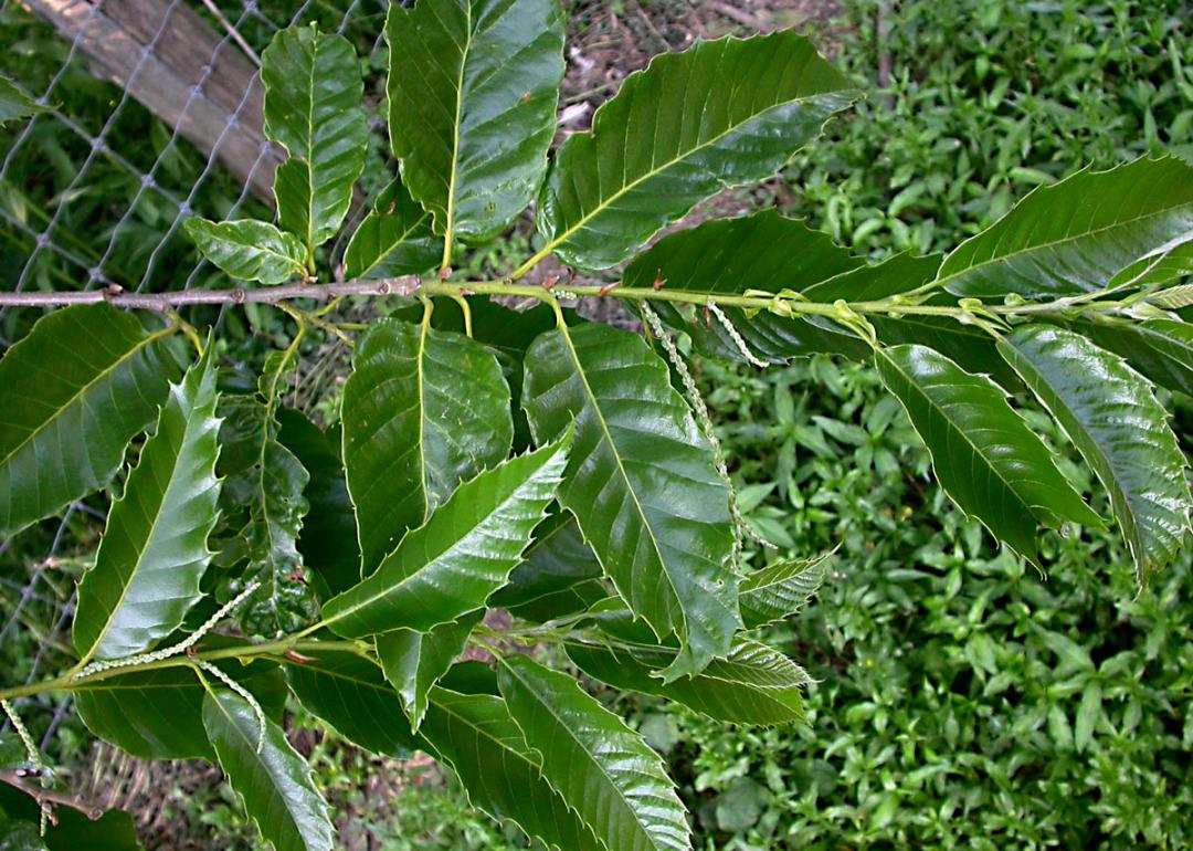 菊花病虫害图片_识别马栗与栗子的区别_菊潜叶蝇防治方法