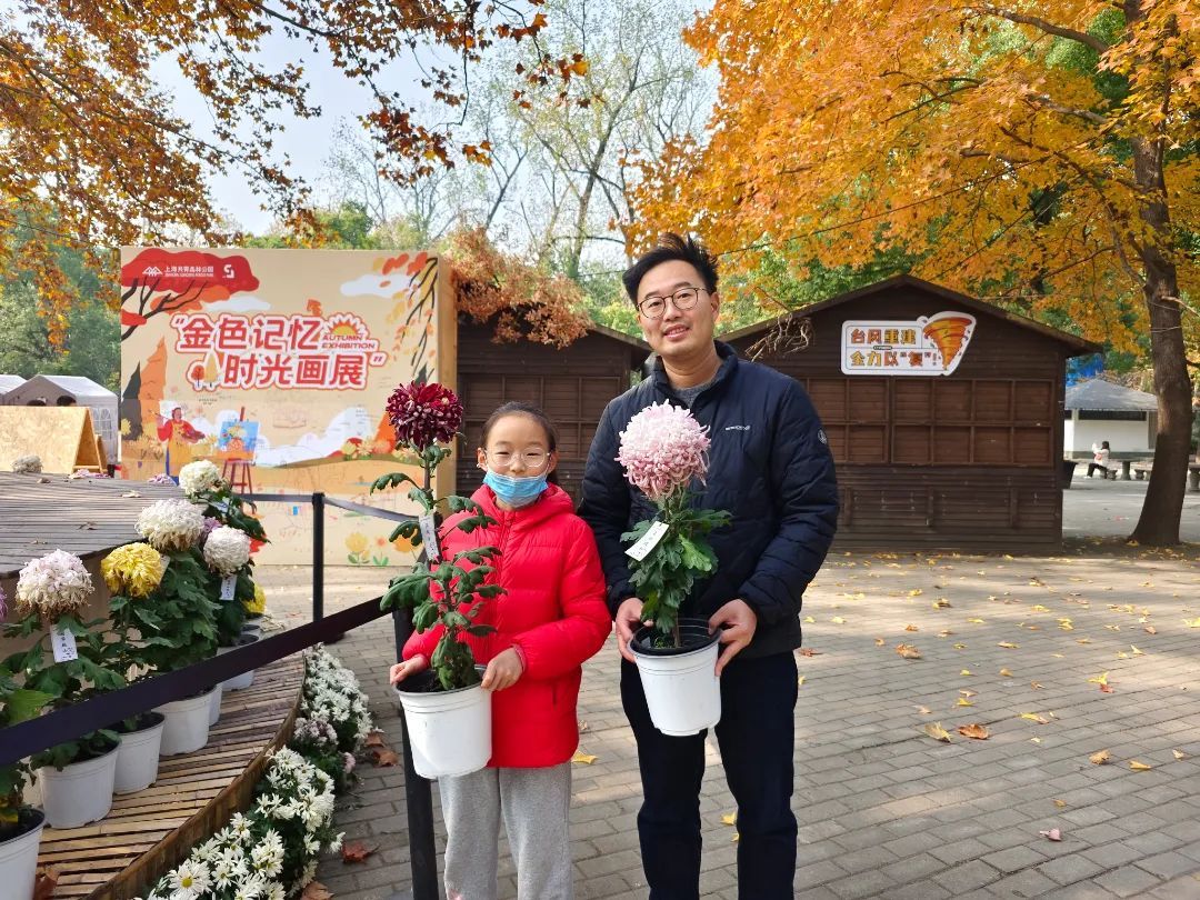 菊花病虫害图片_名菊归家 冬季养护 菊花扦插繁殖