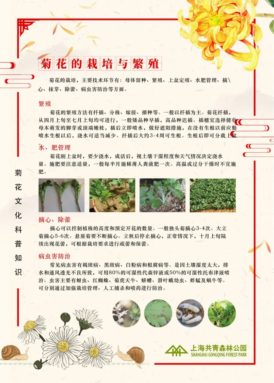 菊花病虫害图片_名菊归家 冬季养护 菊花扦插繁殖