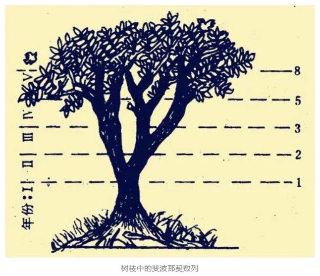 斐波那契数列生活中的例子_斐波那契数列生活应用_斐波那契数列生活中有哪些应用