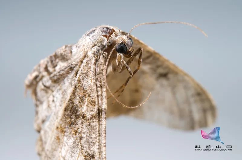 果蝇如何防治_蛾蠓的来源和消灭方法_常见的家里小虫子图片