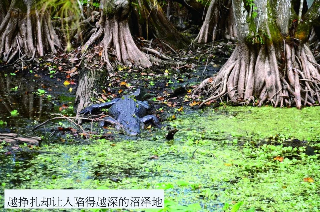 非牛顿流体特性实验_口香糖砸开椰子原理_非牛顿流体生活应用