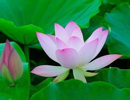 斐波那契数列生活应用_斐波那契数列在自然界中的体现_花朵斐波那契数列